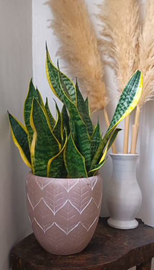 Tausi (s)+ dwarf sansevieria – potsandplantskenya.com