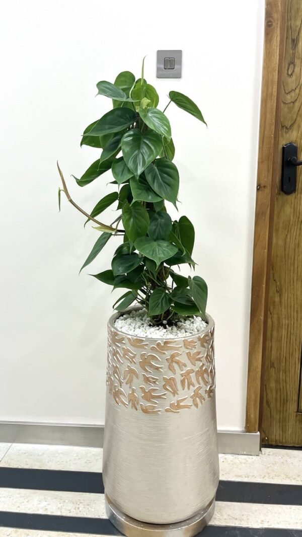 Twiga Tall + Heartleaf Philodendron