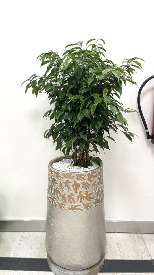 Twiga Tall + Ficus