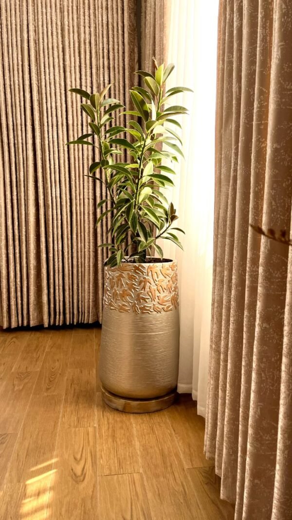 Twiga Tall + Dwarf Rubber Plant