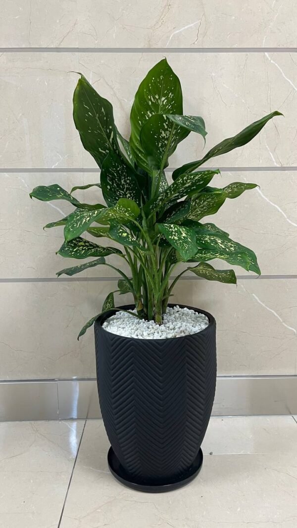 Nyati(M) + Dieffenbachia