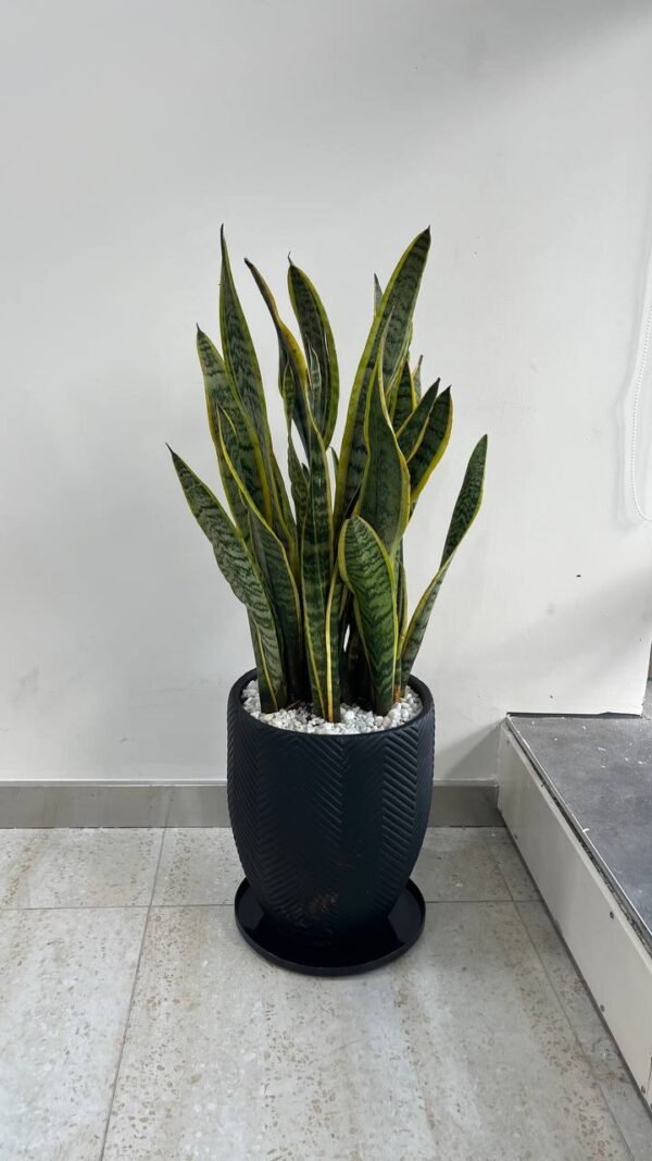 Nyati(M) + Snakeplants