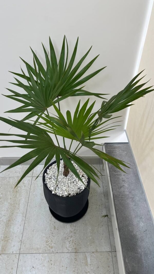 Nyati(M) + Dancing Lady Palm