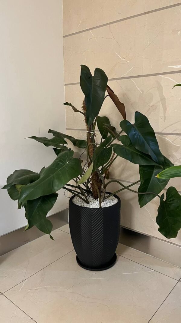 Nyati + Philodendron