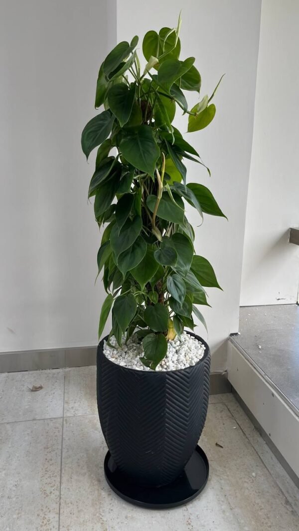 Nyati + Heartleaf Philodendron