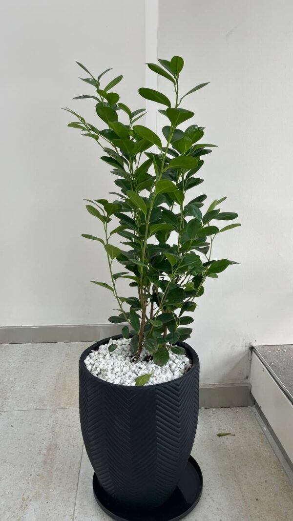 Nyati + Ficus