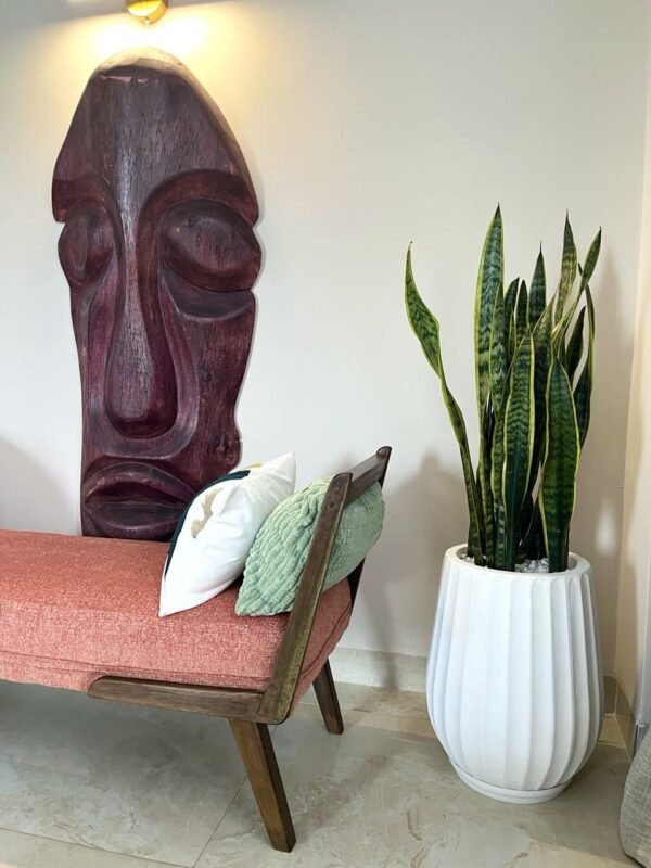 Tembo(S) + Snakeplants