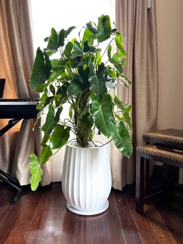 Tembo(S) + Philodendron Shiny Leaves