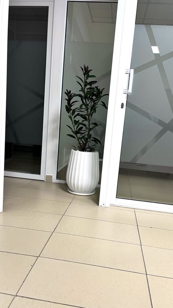 Tembo(S) + Miniature Rubber Plant