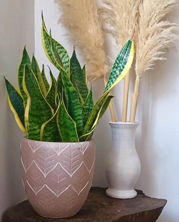 Tausi(S) + Dwarf Sansevieria