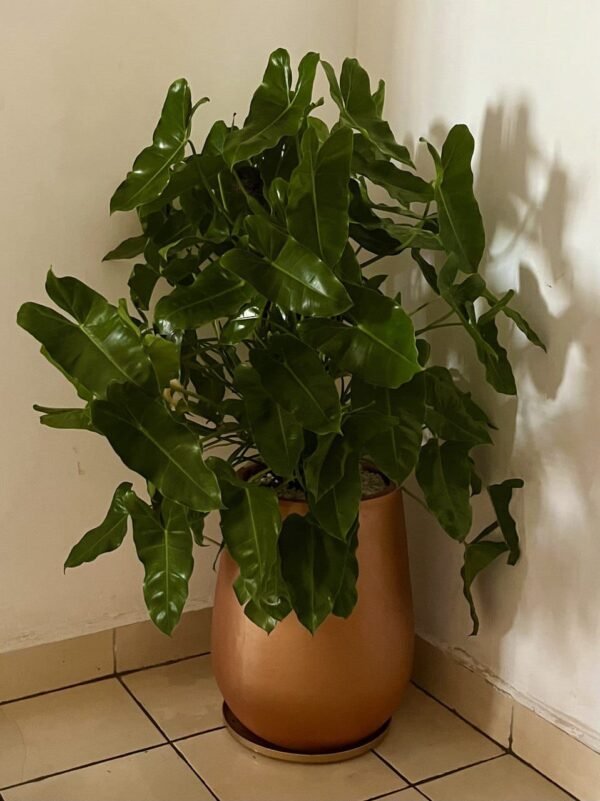 Goldie + Philodendron Shiny Leaves