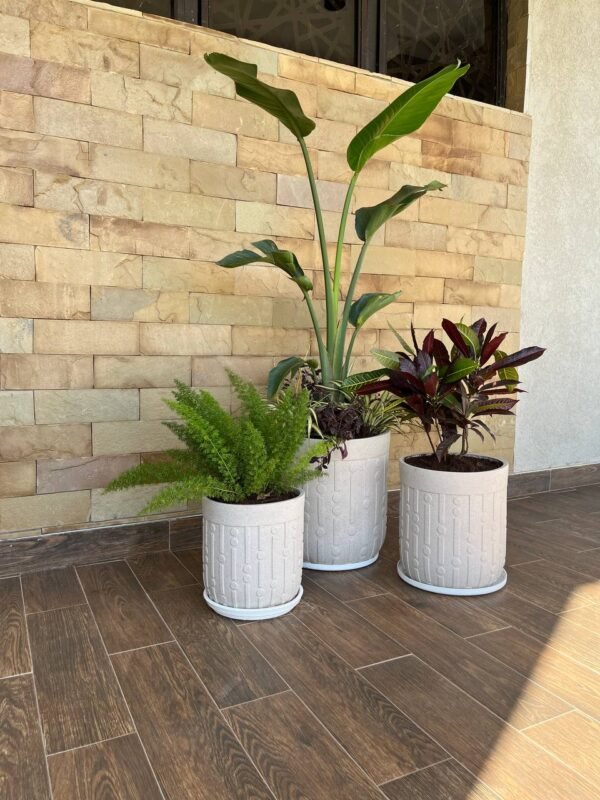 Kahawa (L) + Giant Bird Of Paradise | (M) + Crotons | (S) + Asparagus Fern