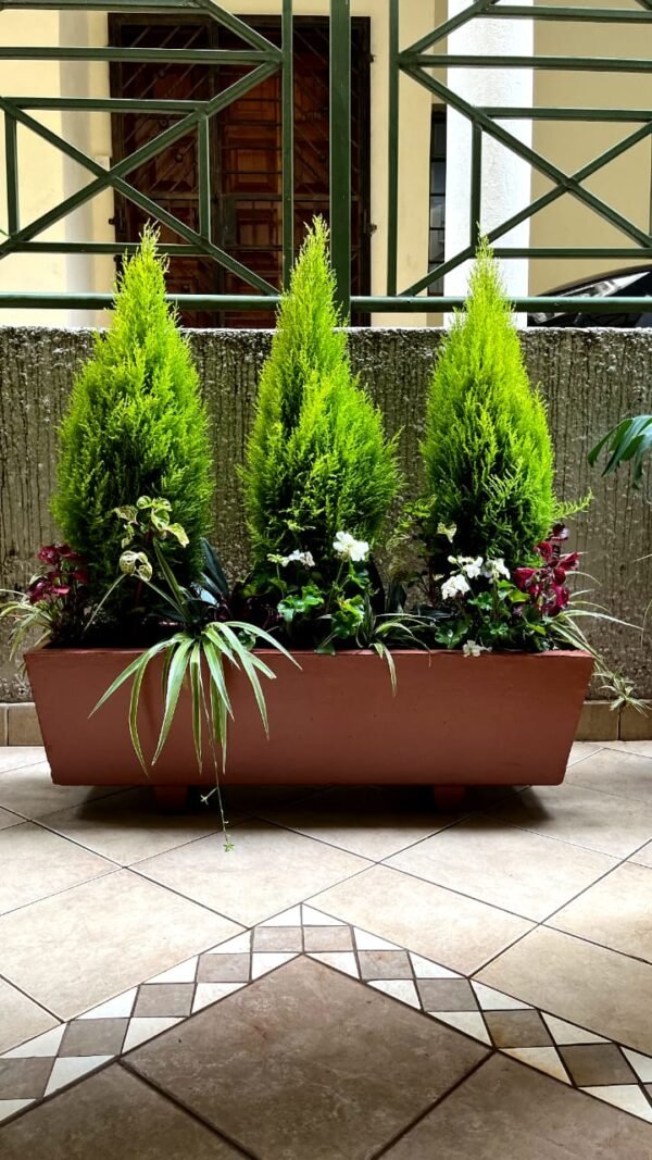 Trough + Assorted Plants