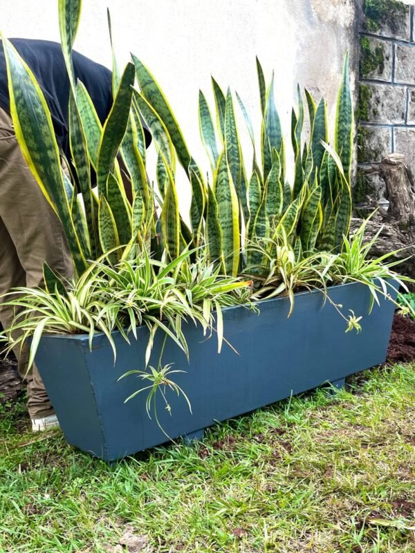 Trough + Assorted Plants