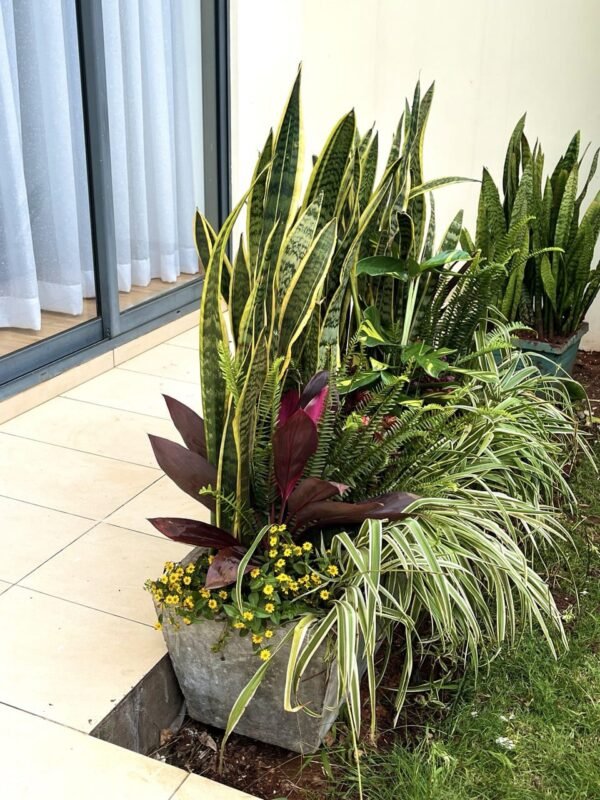 Trough + Assorted Plants