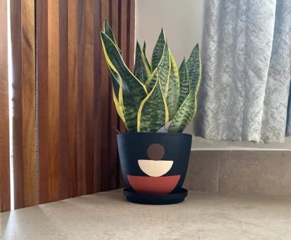Tunu + Dwarf Sansevieria